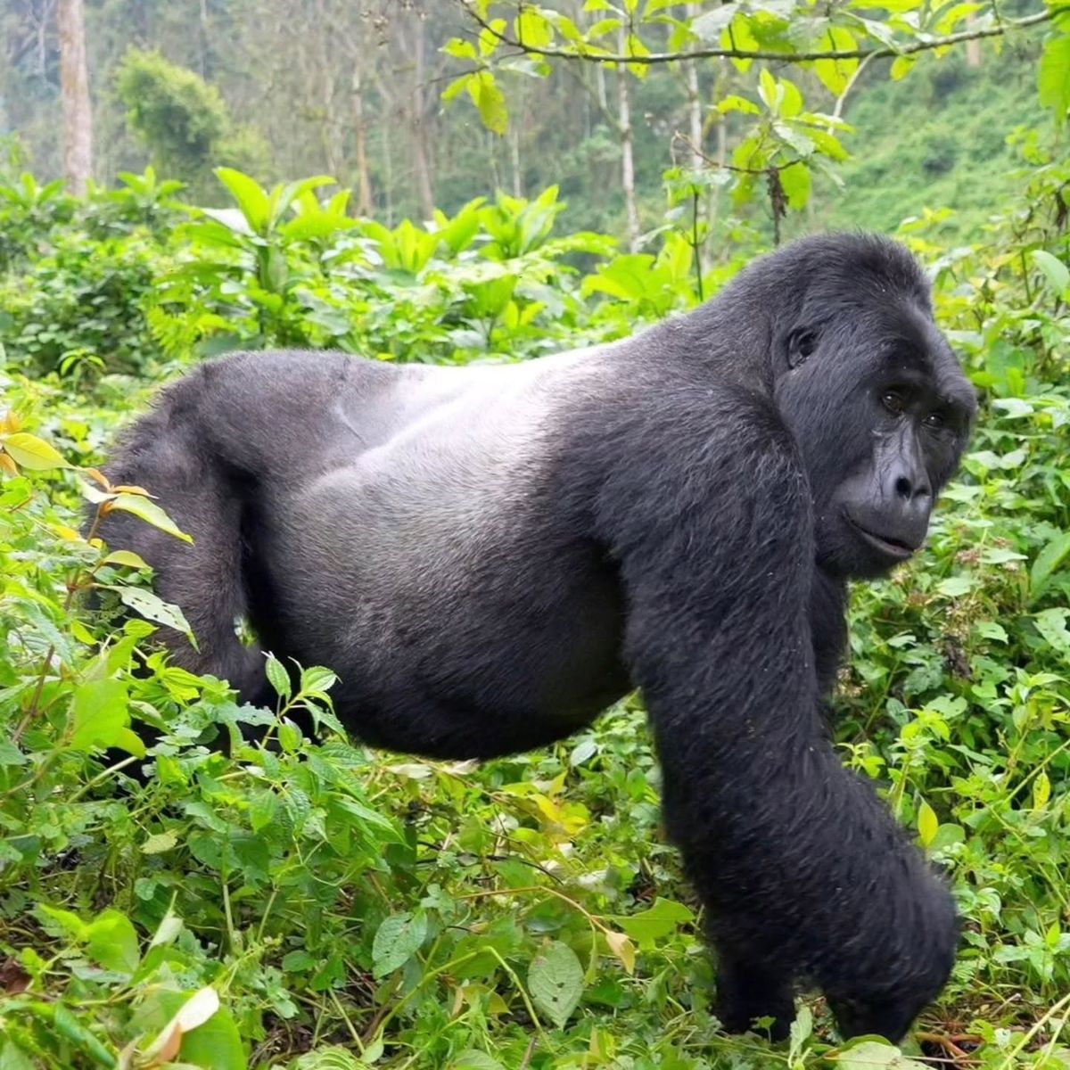 Mountain Gorilla