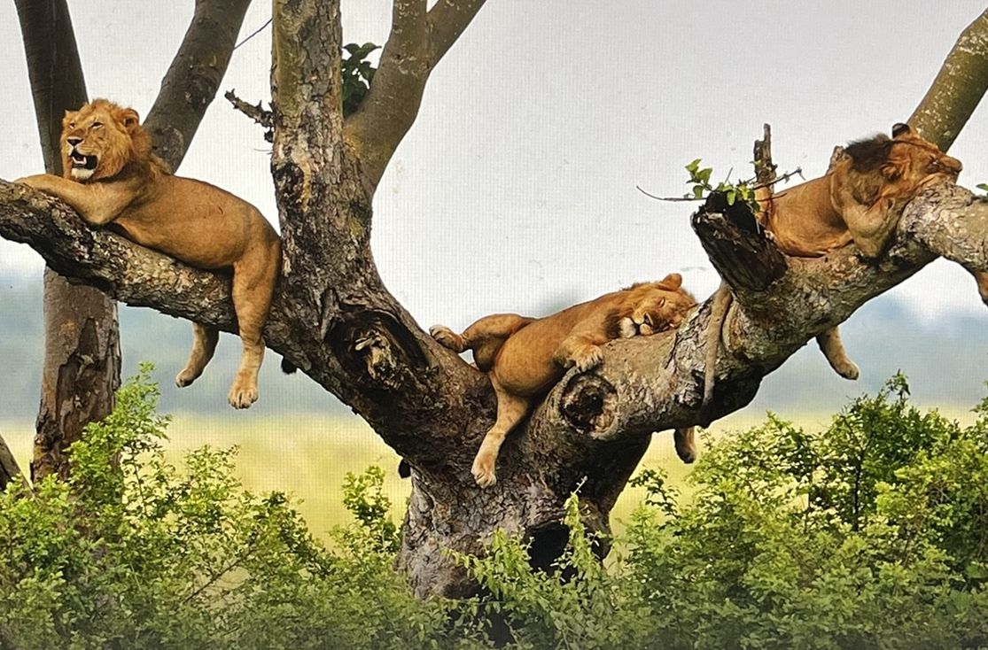 Lion in Uganda