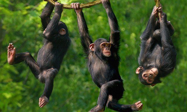 Chimpanzee