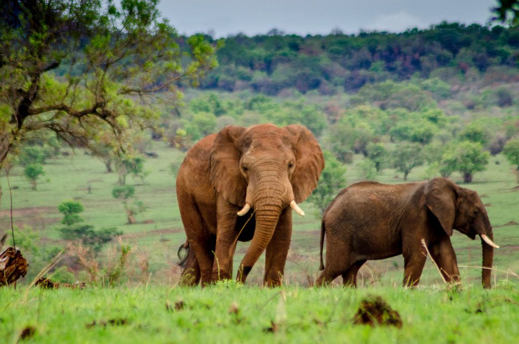 Big Game Expedition